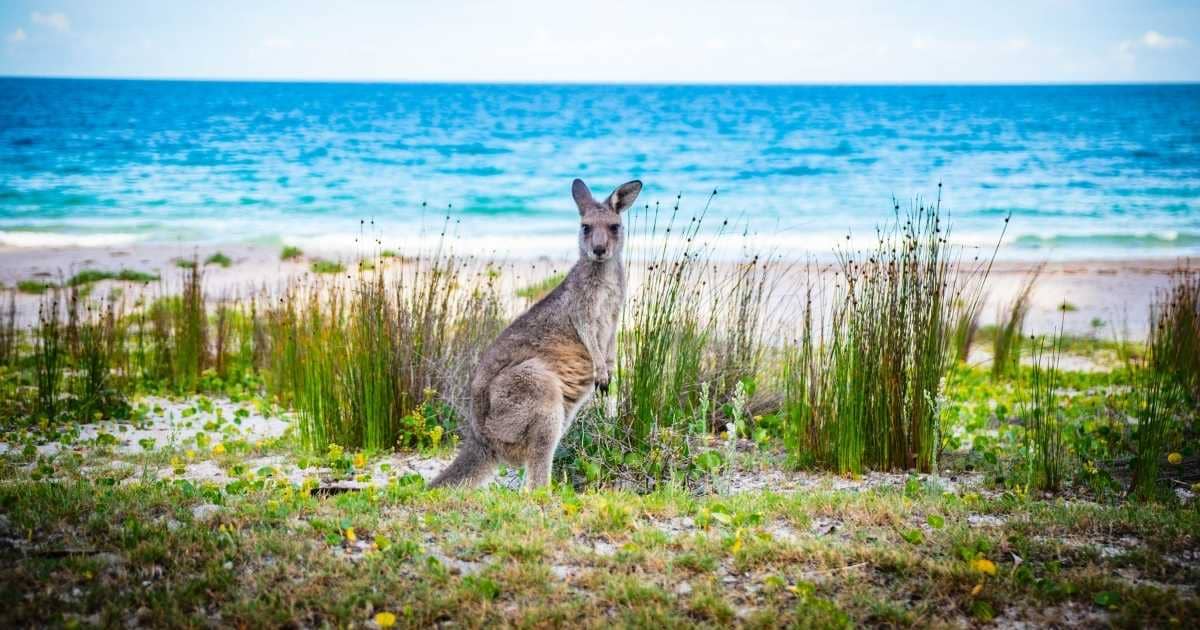 Kangaroo Island south australia