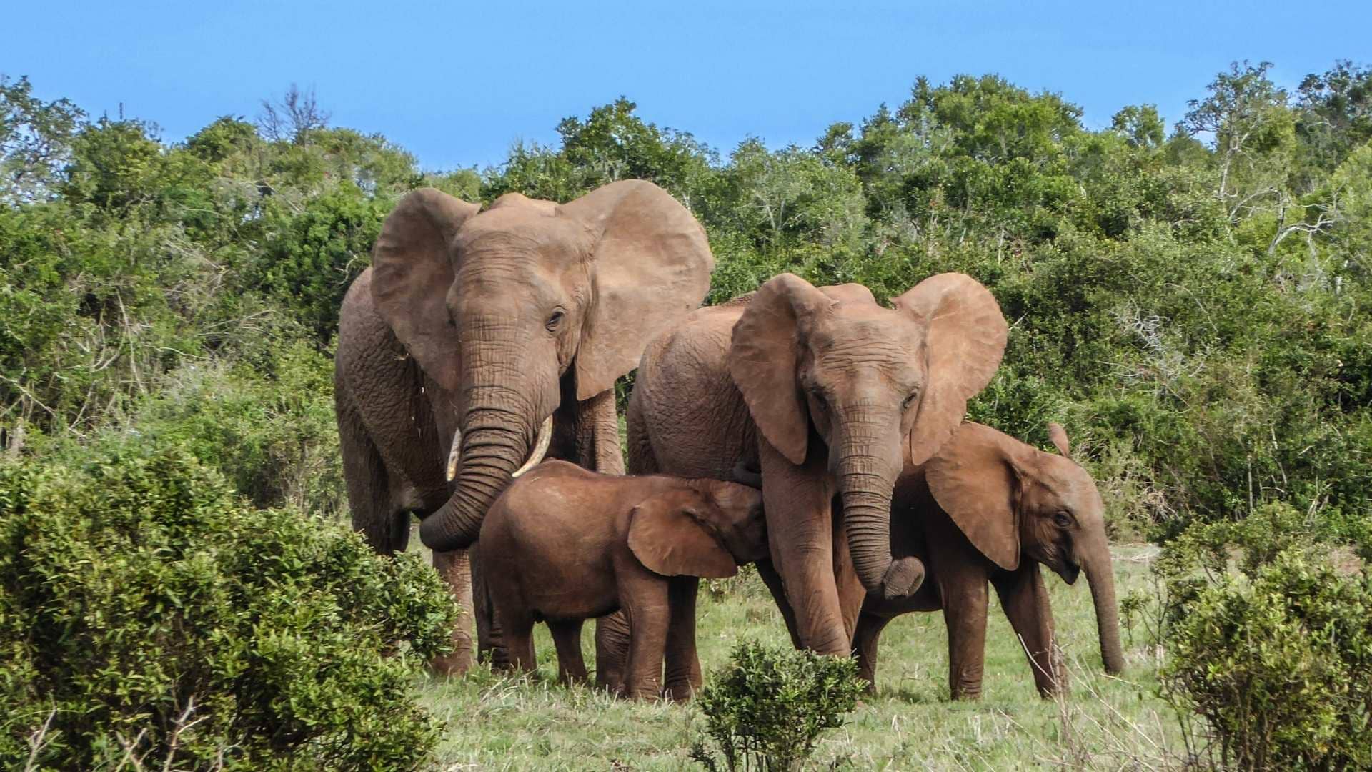 Read more about the article Reasons Why Cape Town Is The Adventure Capital of South Africa
